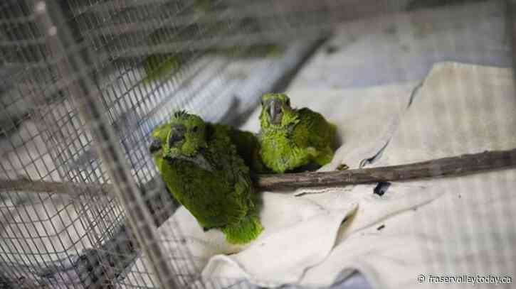 Chirping sounds lead airport officials to bag filled with smuggled parrot eggs
