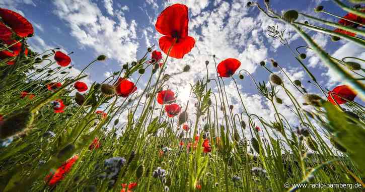 Wetter in Deutschland an Pfingsten meist sonnig und trocken