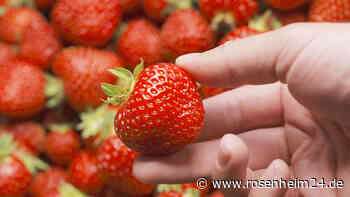Richtige Erdbeerlagerung: Wie falsches Waschen  Geschmack und Aroma beeinflusst