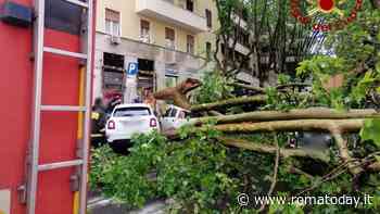 Crolla albero: danneggiate le auto in sosta