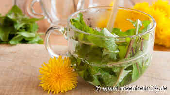 Tee gegen Fettleber: Mit Löwenzahn, Schafgarbe und Artischockenkraut natürlich vorbeugen