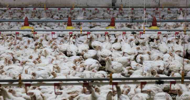 Polli broiler, la svolta: Bruxelles deve verificare se gli allevamenti violino le norme Ue e se queste salvaguardano il benessere animale