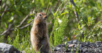Arctic Squirrels Have a Climate Change Problem