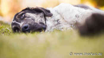 Ältester Hund aller Zeiten knackt die 31 – was ist Bobis Geheimnis?