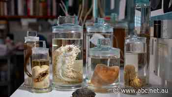 The 'sustainability paradox': Should this diverse sea floor environment be mined to make batteries?