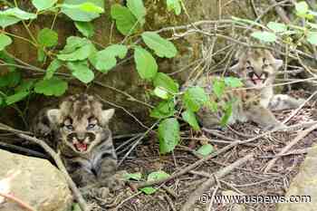 3 Healthy Kittens Born to Mountain Lion Tracked by Biologists in Wilderness Near Los Angeles