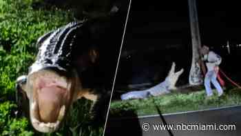 Wild Video Shows Huge 11-Foot Gator Lunging at Trappers in Homestead