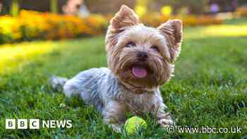 Pets at Home chain plans to open 40 new stores