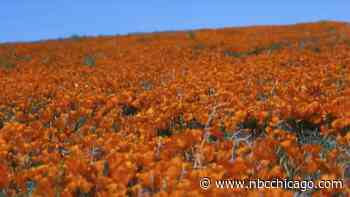 Local Dance Company Celebrates 20th Anniversary With Nature-Inspired Production