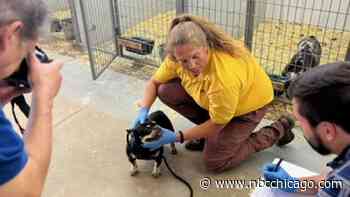 More Than 40 Dogs Discovered at Suspected NW Indiana Puppy Mill