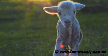 Weekend warning for sheep graziers