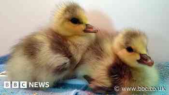 WWT Washington: First bar-headed goslings hatch in 10 years