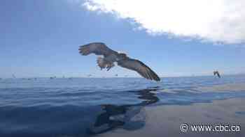 What microplastics are doing to seabirds could tell us about their effect on humans