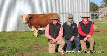 Tennysonvale sells bulls and females to five states