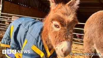 Donkey theft: Police want to trace car seen carrying foal