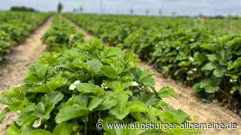 Die Erdbeersaison in der Region Augsburg beginnt verspätet