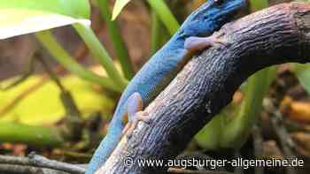 Von Alpaka bis Zwerggecko: Im Zoo sind jetzt viele Tierbabys zu sehen