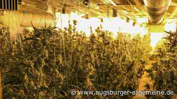Ulmer Polizei lässt riesige Cannabisplantage mit 1800 Pflanzen auffliegen