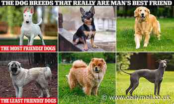 The dog breeds that really ARE man's best friend - so is YOURS on the list? 