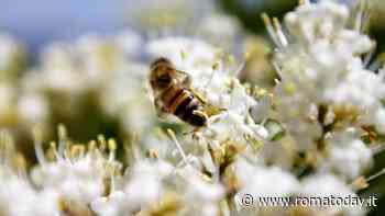 Mosaico Verde: riqualificati oltre 3 milioni di mq di aree verdi