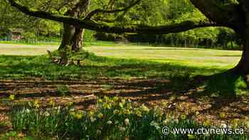 More Canadians are experiencing allergies due to climate change, experts say