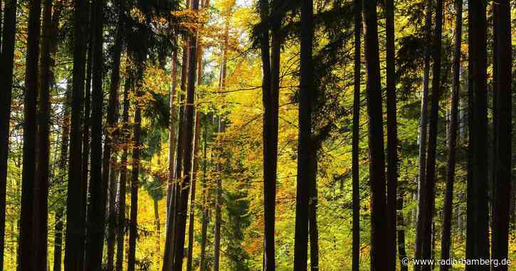 Nationalpark Steigerwald hilf nicht nur dem Klimaschutz