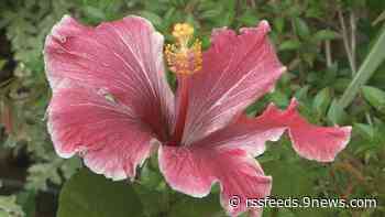 Proctor's Garden: It's still too early to plant tomatoes and here's why