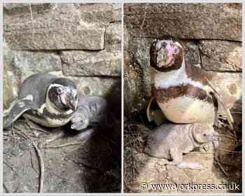 Sewerby Hall zoo team 'delighted' to welcome new penguin chick