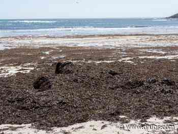 Huge Mass of Sargassum Seaweed Is Targeting Florida's Coast, With Hazards to Health