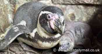 Rare Humboldt penguin chick hatches at Sewerby Zoo, to the delight of keepers