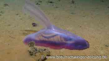 Tausende neue Arten im Meer entdeckt – Forscher staunen