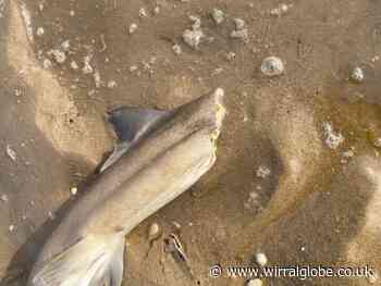 Petition to ban gillnet fishing as more sharks wash up on beaches