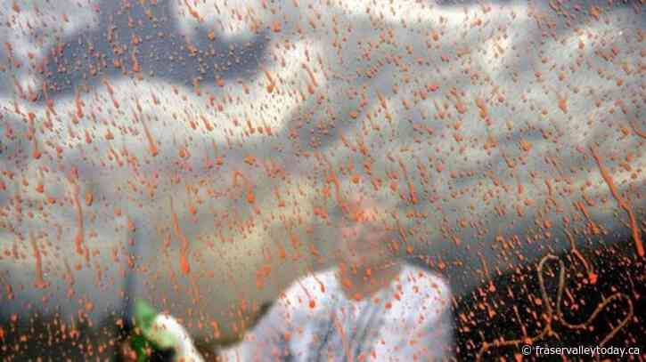 Judge says fire retardant drops are polluting streams but allows use to continue