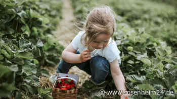 Mit Joghurt und Quark: Rezept für sommerlichen Blechkuchen mit doppelt Erdbeeren