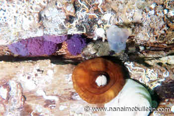Much to see under the sea at barges and reefs around Chemainus