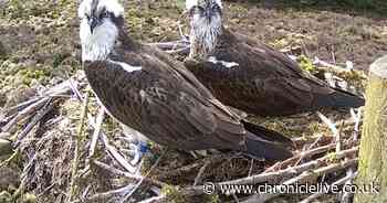Two eggs hatch to ospreys at Northumberland's Kielder Forest