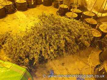 Cannabis grow with around 150 plants uncovered by police