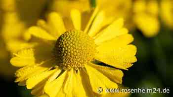 Mit dem süßlichen Duft der Gummibärchenpflanze locken Sie Insekten an