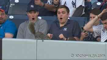 WATCH:  Squirrel surprises fans at Yankees game