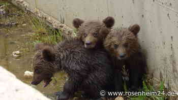 Drei Bärchen in Griechenland gerettet – Bärenmutter verzweifelte