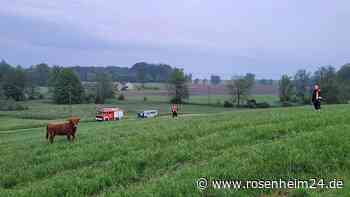 Entlaufene Rinder sorgen für Aufregung in Eiselfing