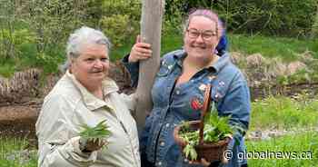 Forage in the forest for food? You’ll save money — and get happy