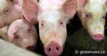 Olymel cutting about 80 jobs as it reduces hog production in Alberta, Saskatchewan