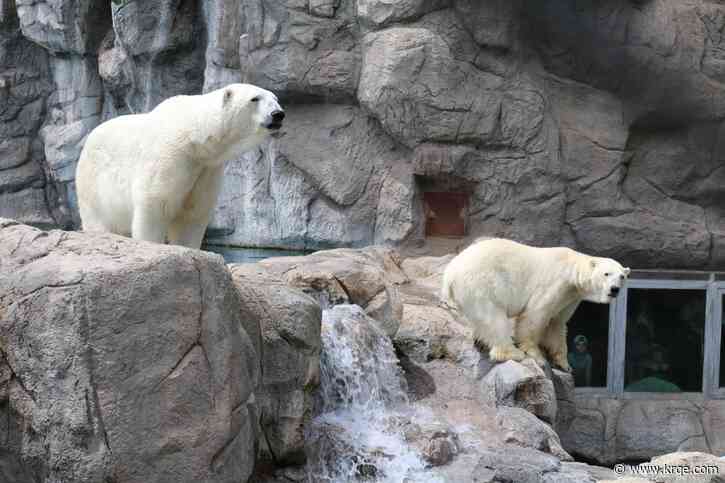 Beloved ABQ BioPark polar bear dies at 26