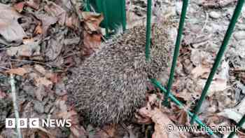 Trapped hedgehog freed from school fence by fire crews