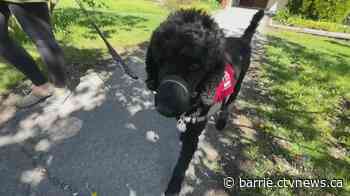 Pet Valu Dog walk fundraiser in Barrie to raise money for dog guides