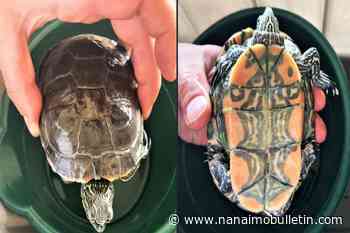 B.C. woman fined for possession and sale of endangered turtle