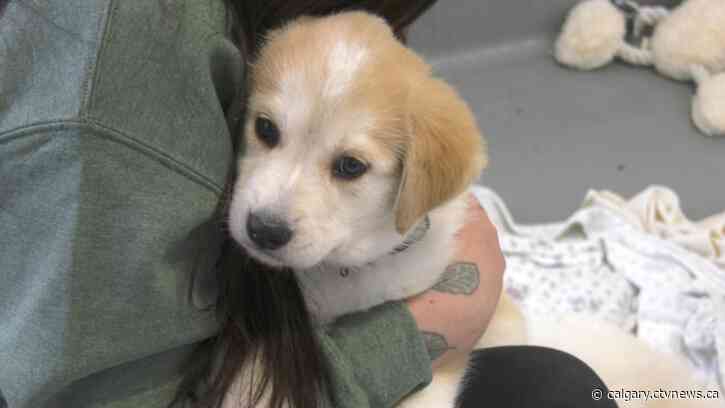 'We're in crisis mode': Calgary Humane Society hopeful for adoptions as animal shelter hits full capacity