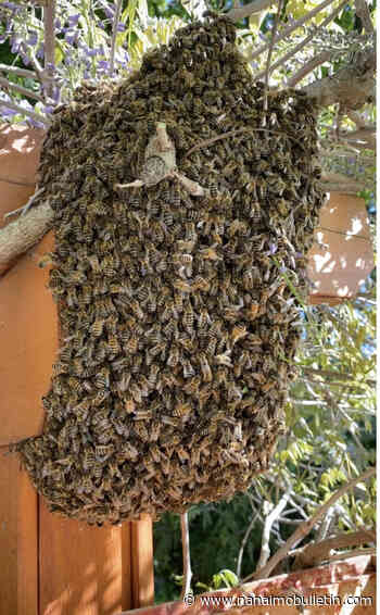Victoria beekeeper shares sweet tips on handling swarm season