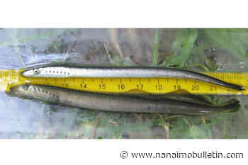 Community effort protects rare fish species found only in Vancouver Island watershed